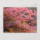 Recherche de cartes postales Feuillage