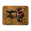 Recherche de canard magnets Oiseaux