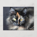 Recherche de chat sibérien cartes postales Félin