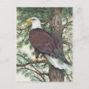 Recherche de aigle chauve cartes postales Oiseau