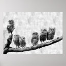 Recherche de jeune hibou posters Bébé
