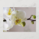 Recherche de orchidée blanche cartes postales Photographie