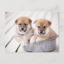Recherche de inus shiba cartes postales Animal