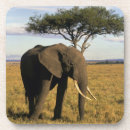 Recherche de masai mara dessous de verres Animal