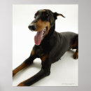 Recherche de pinscher posters Noir