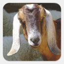Recherche de chèvres autocollants Animal