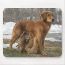Recherche de chiot golden retriever tapis souris D'or