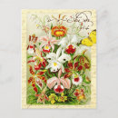 Recherche de orchidée cartes postales Coloré