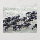 Recherche de bêtes cartes postales Paysage