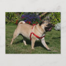 Recherche de pug dog cartes postales Mops