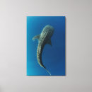 Recherche de remora Requin baleine