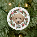 Recherche de bichon frise ornamente Bichons