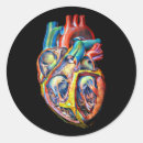 Recherche de parties du corps autocollants Biologie
