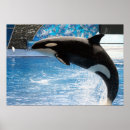 Recherche de tueur art Animal