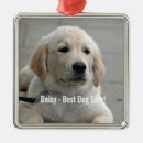 Recherche de golden retriever ornements Mignonette