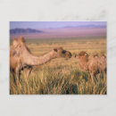 Recherche de gobi cartes postales Animal