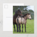 Recherche de jument et poulain cartes postales Debout