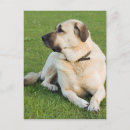 Recherche de chien de berger cartes postales Chiens