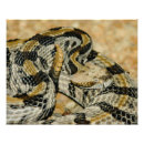 Recherche de serpent à sonnettes posters Reptile