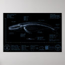 Recherche de anatomie humaine posters Squelette