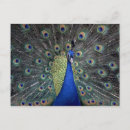 Recherche de motif texture cartes postales Faune