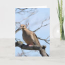 Recherche de colombe de deuil vœux cartes Nature