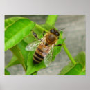 Recherche de gaffez posters Miel