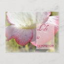 Recherche de coquelicots cartes postales Blanc
