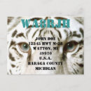 Recherche de yeux de tigre cartes postales Faune