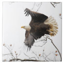 Recherche de aigle carreaux Ailes