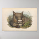 Recherche de wombat posters Australie