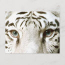 Recherche de yeux tigre cartes postales Tigres