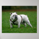 Recherche de anglais bouledogue art Chien