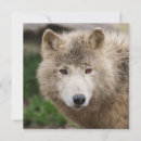 Recherche de visage de loup vœux cartes Sauvage