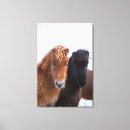 Recherche de equus impressions sur toile Ferme