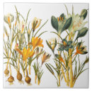 Recherche de crocus carreaux Ressort