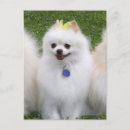 Recherche de spitz nain cartes postales Pomeranien