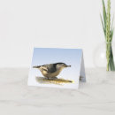 Recherche de sittelle breasted par blanc Oiseau