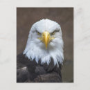 Recherche de aigle chauve cartes postales Liberté