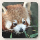 Recherche de panda roux dessous de verres Animal