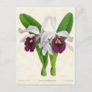 Recherche de orchidée blanche cartes postales Nature