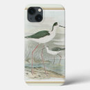 Recherche de oiseau noir coques Nature