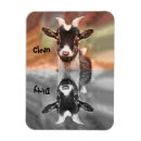 Recherche de chèvre magnets Baryton