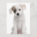 Recherche de races cartes postales Animaux