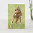 Recherche de whitetail vœux cartes Faune