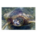 Recherche de tortue posters Vie marine