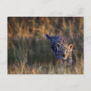 Recherche de panthera cartes postales Safari