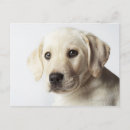 Recherche de labrador retriever cartes postales Animaux domestiques