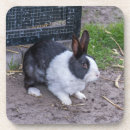 Recherche de lapin de maison deco Cuisine