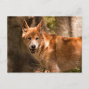 Recherche de dingo cartes postales Animal